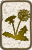 foraging-sand